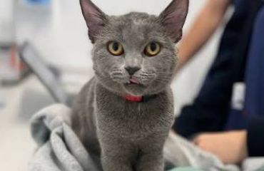 Managementul nefrolitiazei singulare la feline